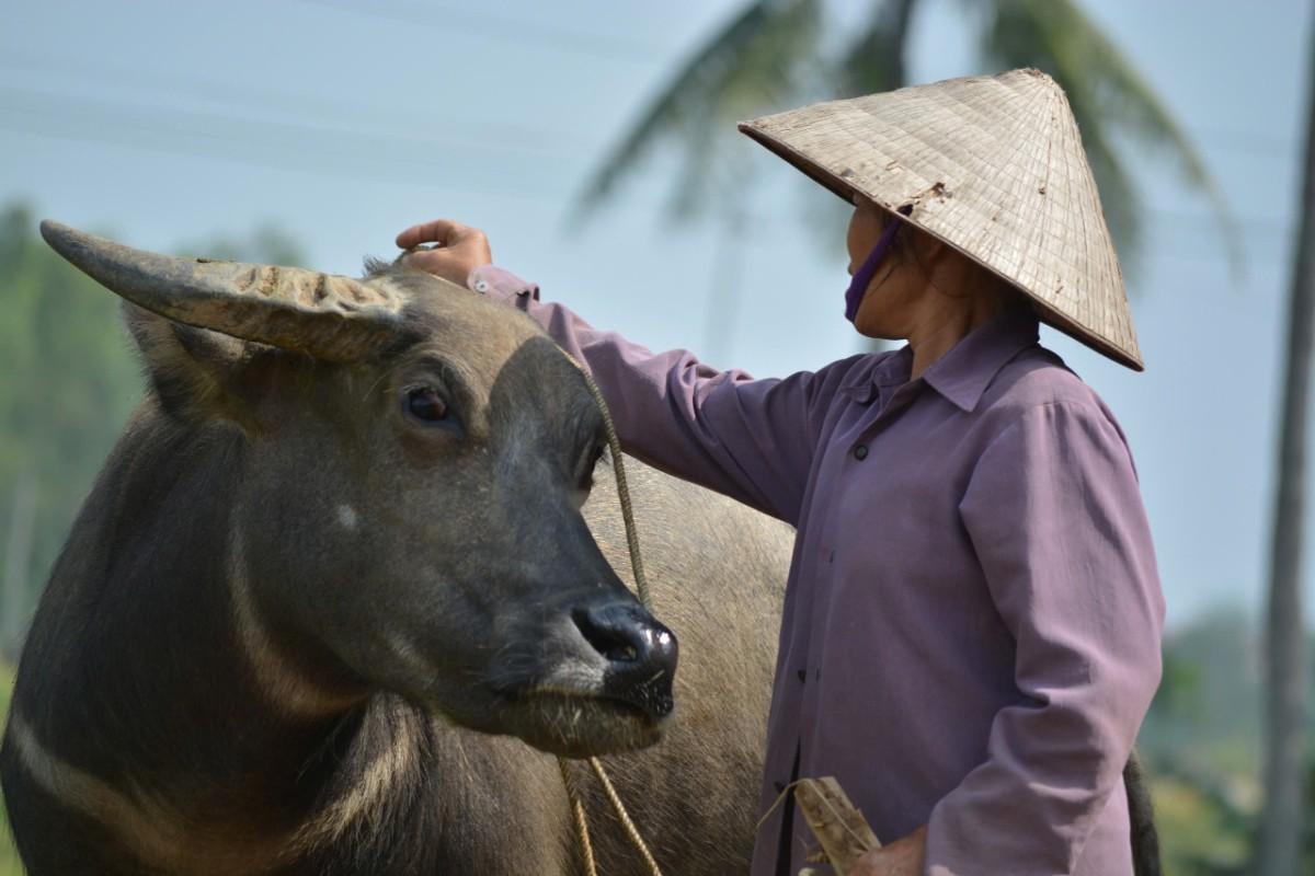 Siem Reap Buffalo Cart Ride & Village Walk